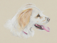 besoke pet portraits