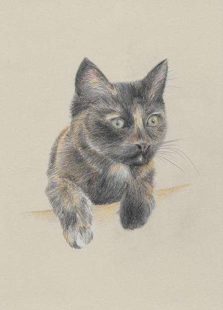 betty cat portrait