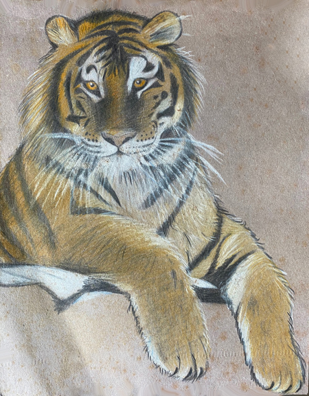 tiger